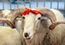 Rritet sërish çmimi për kurban në Kosovë