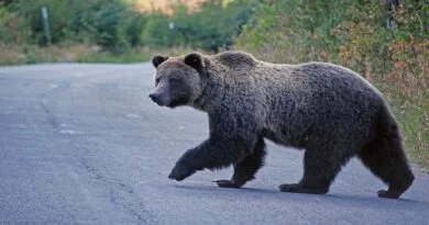 Dëmshpërblehet me 5 mijë euro qytetari që u sulmua nga arusha