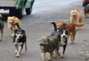 30 ditë paraburgim për shtetasen e MV, shtypi një qen me veturë dhe tentoi të largohet
