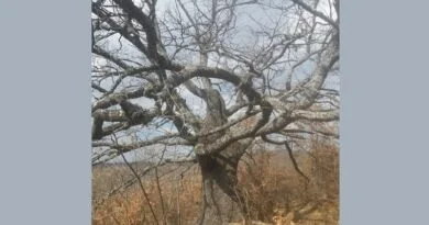 Lisi i Hoxhë Lipovicës, simbol i rrezistencës së gjithanshme për lirinë e atdheut