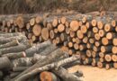 Vjedhje pylli, ndalohet automjeti me 6 trupa drurë të pa damkosur