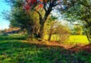 Sonte u pamë shumë vonë…