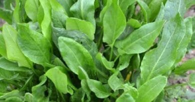 Ky është ushqimi më i shëndetshëm në botë sipas shkencës