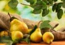 Vjeshtë me aromën e dardhave të pjekura, tokës së lagësht dhe e ajrit të freskët