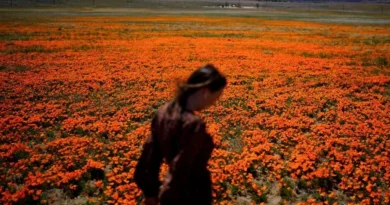 Sezoni i alegjive, si të mbroheni?