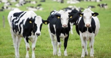 6 lopë ndalohen në shtetin fqinj për kalim “ilegal” të kufirit, pritet vendimi!