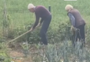 Në moshën 99 dhe 94 vjeç, çifti nga Kosova vazhdon të punojë tokën