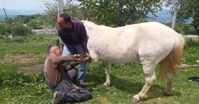 Këta ishin dikur nallbanët (mbathtarët e kafshëve) në Gjilan dhe rrethinë Këta ishin dikur nallbanët (mbathtarët e kafshëve) në Gjilan dhe rrethinë
