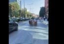 Dhitë zbresin në kryeqytet, ‘marshojnë’ mbrapa Teatrit
