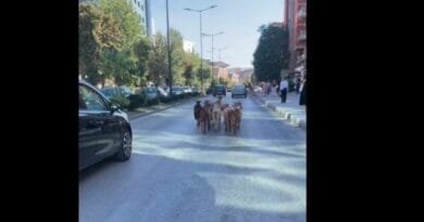 Dhitë zbresin në kryeqytet, ‘marshojnë’ mbrapa Teatrit Dhitë zbresin në kryeqytet, ‘marshojnë’ mbrapa Teatrit